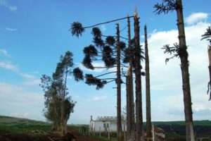 Read more about the article Fatma autoriza corte de madeira nativa em 71 propriedades rurais atingidas por vendaval
