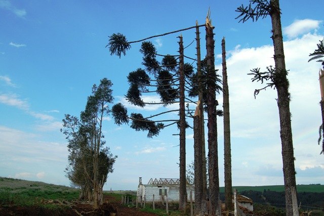 You are currently viewing Fatma autoriza corte de madeira nativa em 71 propriedades rurais atingidas por vendaval