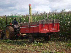 Read more about the article Ipuaçu: Colheita de silagem já atendeu aproximadamente cem agricultores