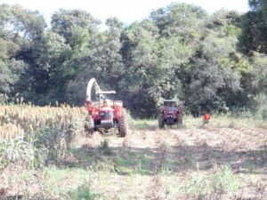 Read more about the article Agricultura continua com trabalho no campo