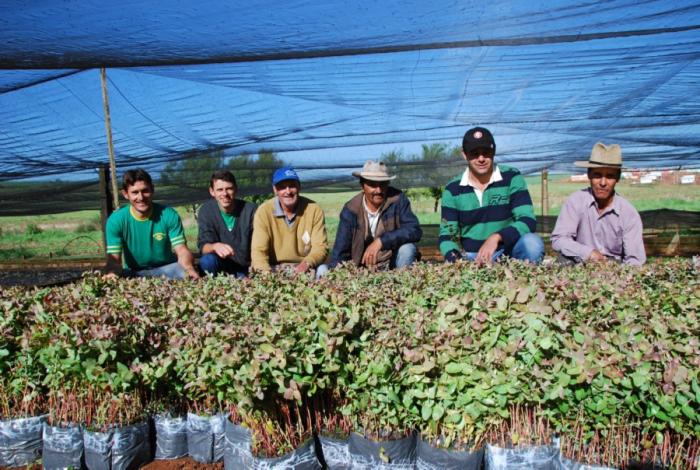 Read more about the article Programa "Poupança Verde" inicia distribuição de 270 mil mudas de eucalipto
