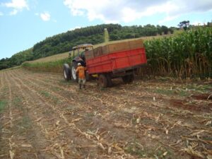 Read more about the article Associações de Agricultores de Vargeão trabalham na colheita de silagem