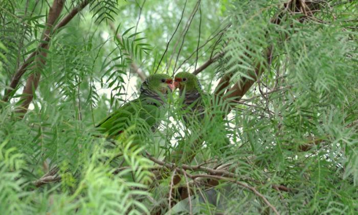 You are currently viewing Prefeitura de Passos Maia apoia projeto de reintrodução de papagaios no Parque Nacional das Araucárias