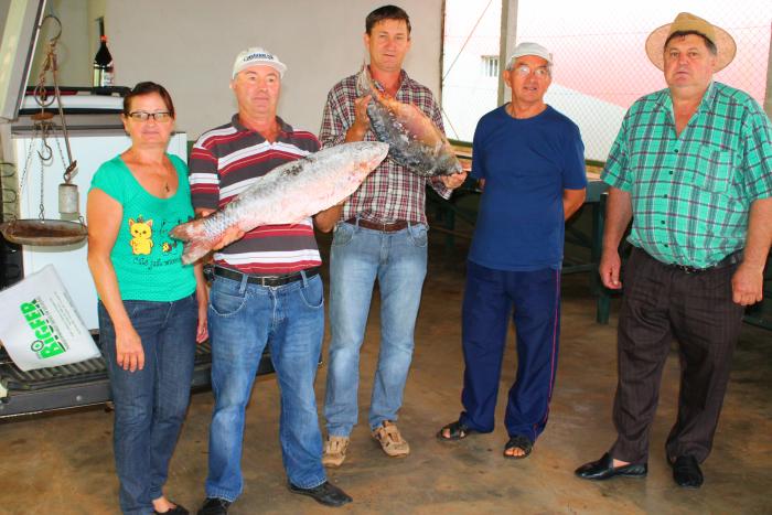 You are currently viewing Xaxim: Piscicultores vendem 500 quilos no primeiro dia da Feira do Peixe Vivo