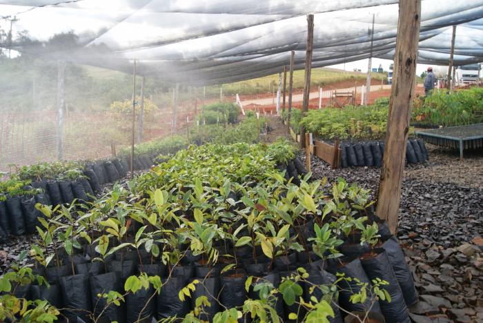 You are currently viewing Cerca de 15 mil mudas são cultivadas em viveiro florestal em Passos Maia