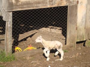 Read more about the article Primeira ovelha proveniente de inseminação artificial em tempo fixo nasce em Vargeão
