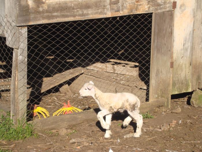 You are currently viewing Primeira ovelha proveniente de inseminação artificial em tempo fixo nasce em Vargeão