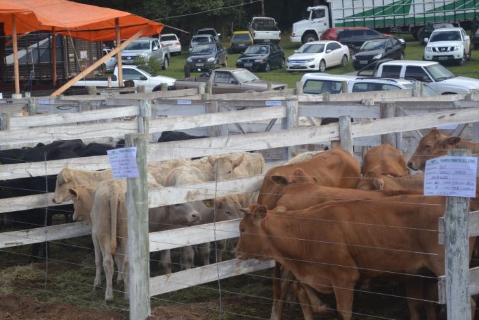 You are currently viewing Passos Maia: Segunda Feira do Bezerro movimenta mais de R$ 300 mil