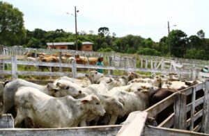 Read more about the article Feira do Terneiro e Gado Geral terá pelo menos 600 animais expostos em Ponte Serrada