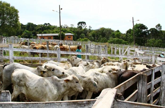 You are currently viewing Feira do Terneiro e Gado Geral terá pelo menos 600 animais expostos em Ponte Serrada