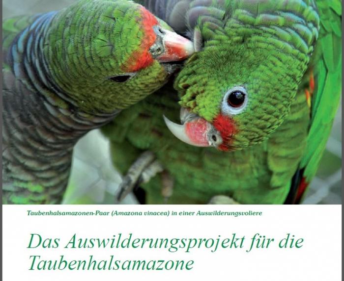 Read more about the article Passos Maia: Projeto de preservação do papagaio-de-peito-roxo é reportado por revista alemã