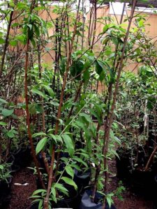 Read more about the article Ouro Verde terá feira de mudas frutíferas e plantas ornamentais neste sábado (28) na Praça São Pedro