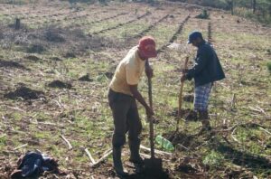 Read more about the article Projeto vai levar agricultores de Passos Maia a plantar cerca de 12 mil pés de figo