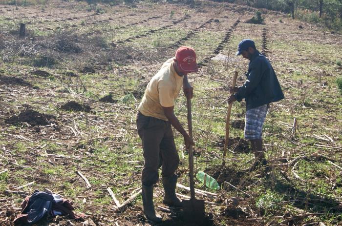 You are currently viewing Projeto vai levar agricultores de Passos Maia a plantar cerca de 12 mil pés de figo