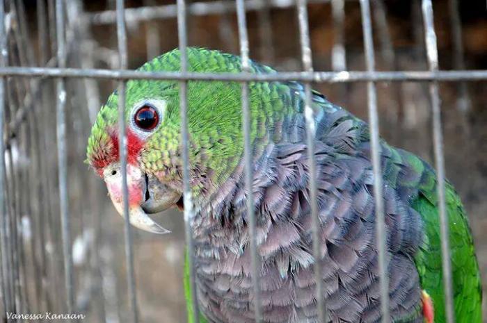 Read more about the article Passos Maia: Campanha estimula entrega voluntária do papagaio-de-peito-roxo de volta à natureza