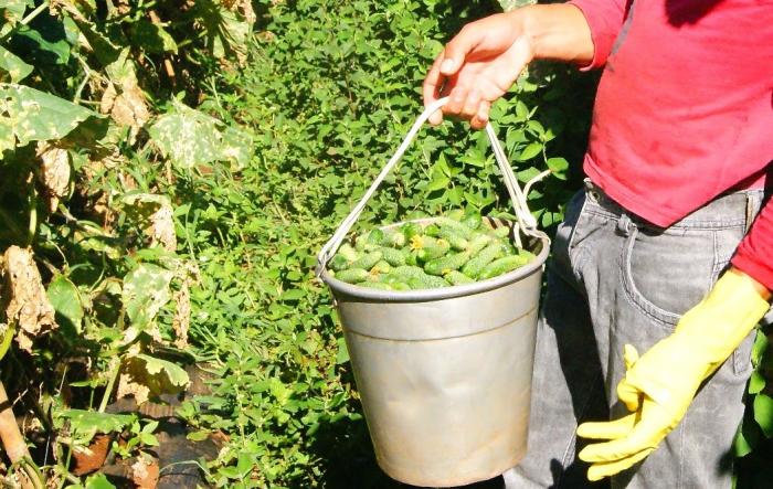 Read more about the article Agricultores de Passos Maia devem colher 100 toneladas de pepino