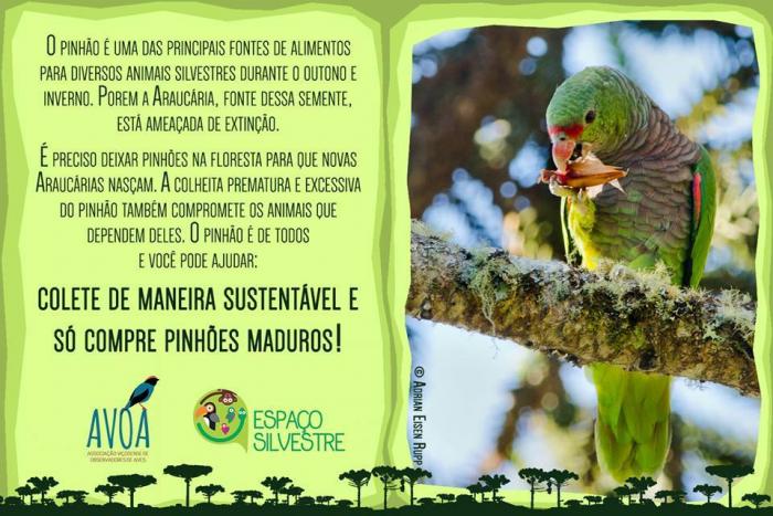 You are currently viewing Passos Maia: Campanha para proteger araucárias estimula colheita consciente do pinhão