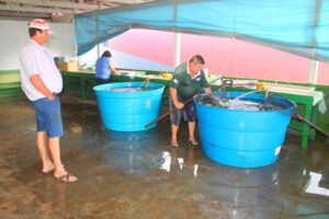 Read more about the article Piscicultores comemoram a venda de peixes na Feira do Peixe Vivo em Xaxim