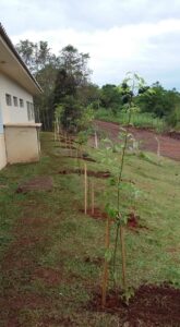 Read more about the article Xanxerê: Projeto "Arborização nas Escolas" chega ao Bairro Monte Castelo