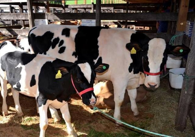 You are currently viewing 5ª Feira de Novilha movimentará setor leiteiro de Ouro Verde neste fim de semana