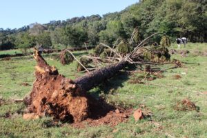 Read more about the article Xaxim auxilia produtores no reaproveitamento de árvores danificadas por temporais