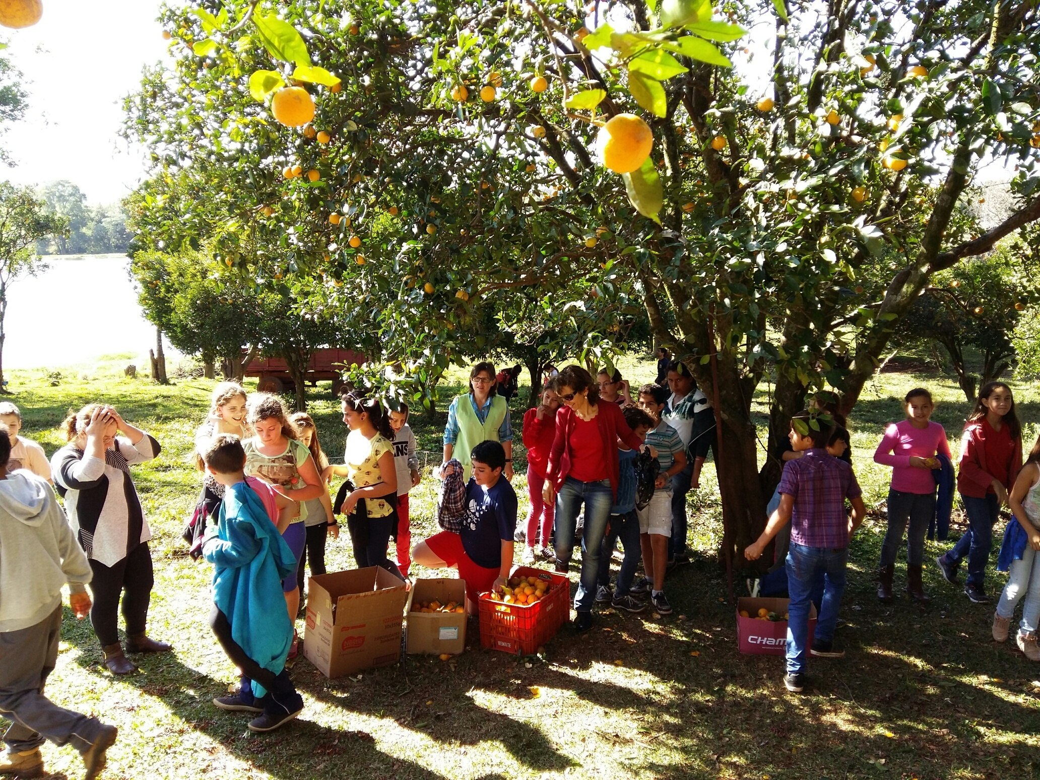 You are currently viewing Alunos visitam propriedade rural em estudo da Alimentação Escolar