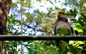 Read more about the article Mais de 30 novos papagaios são reintroduzidos no Parque das Araucárias