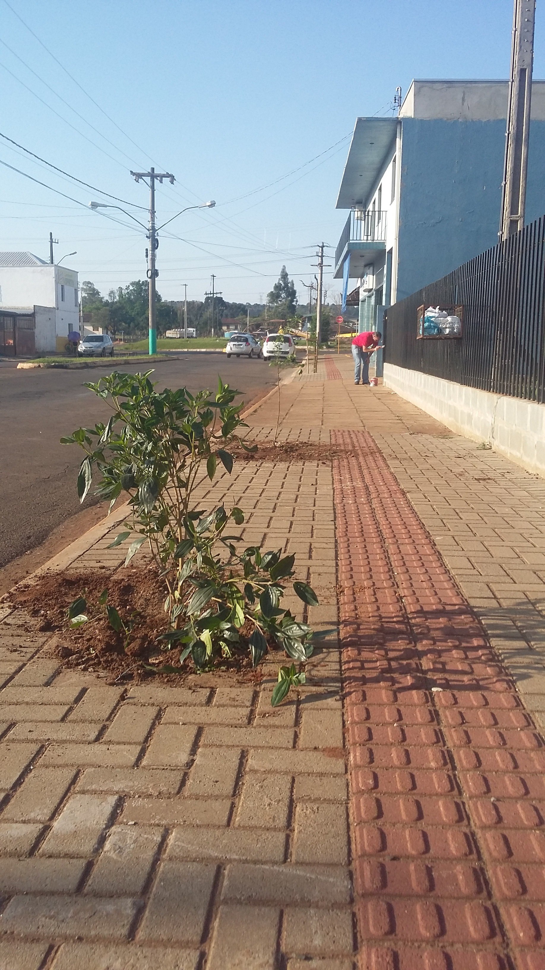 You are currently viewing Área atingida pelo tornado recebe arborização