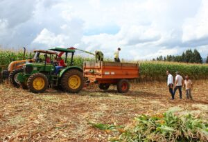 Read more about the article Passos Maia auxilia mais de 400 famílias na colheita de milho para silagem