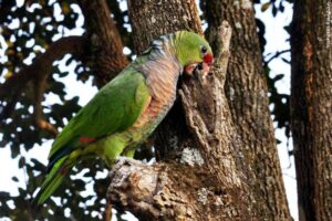Read more about the article Primeiro passeio para observação de aves será sábado no Parque Nacional das Araucárias