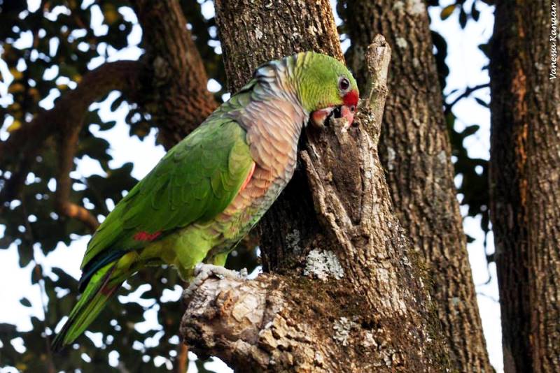 You are currently viewing Primeiro passeio para observação de aves será sábado no Parque Nacional das Araucárias