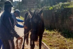 Read more about the article Médico veterinário da Prefeitura de Xanxerê atende animal caído em via pública