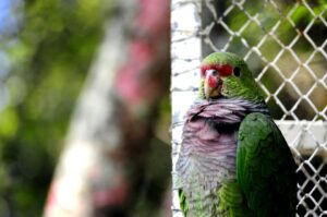 Read more about the article Mais 30 papagaios-de-peito-roxo são soltos no Parque Nacional das Araucárias