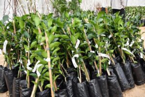 Read more about the article Secretaria de Agricultura e Meio Ambiente de Xaxim recebe pedidos de mudas de árvores frutíferas