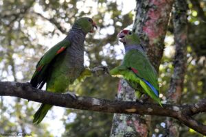 Read more about the article Maior soltura de papagaios-de-peito-roxo será feita no Parque Nacional das Araucárias