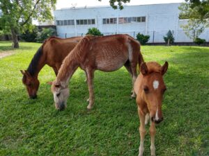 Read more about the article Para evitar acidentes, Controle de Zoonose recolhe cavalos soltos na BR-282