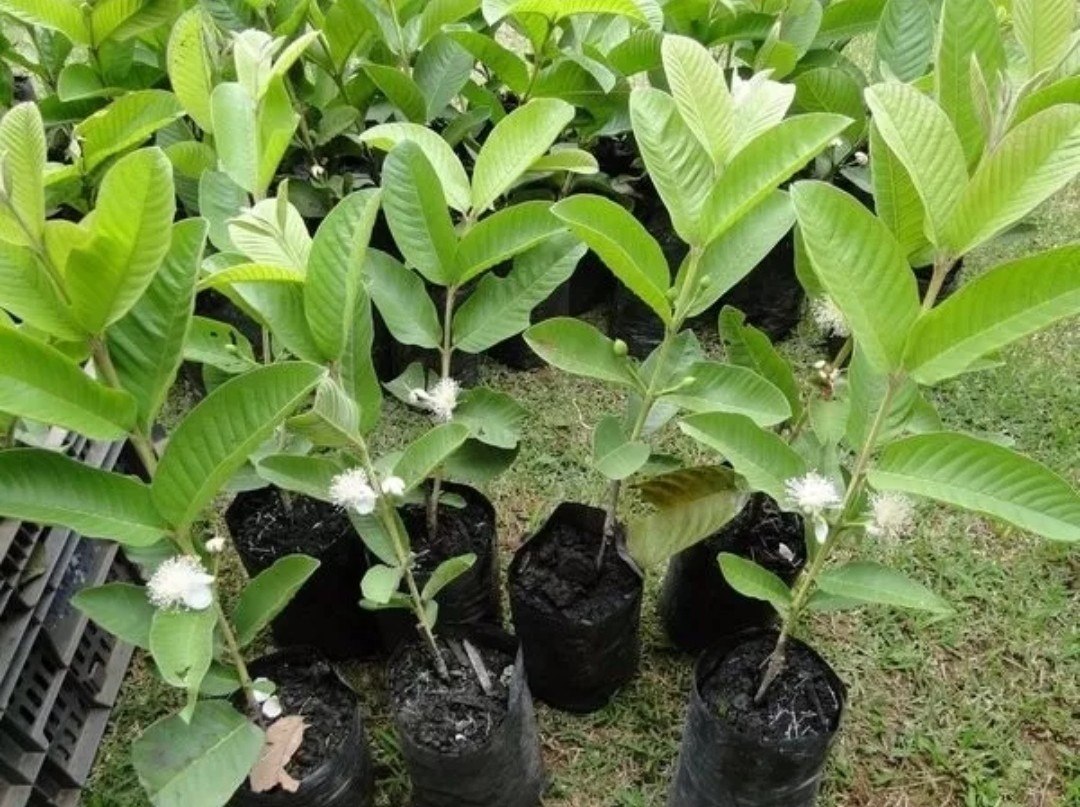 Read more about the article Pomar doméstico: Secretaria de Agricultura inicia pedido para muda de árvores frutíferas