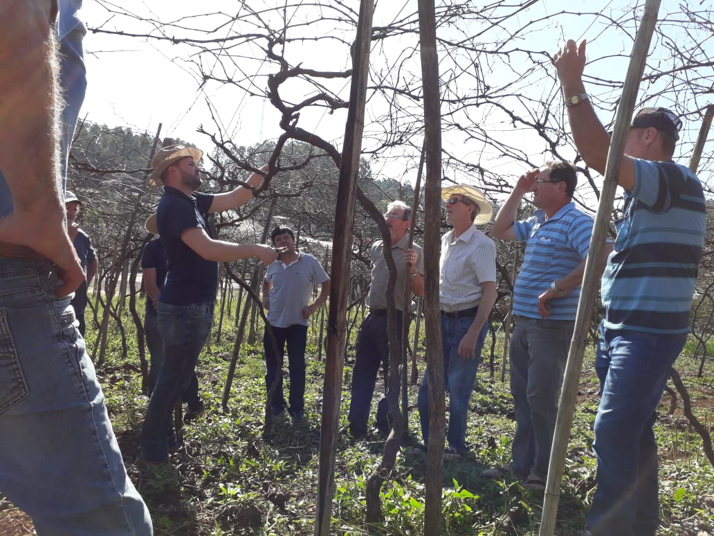 Read more about the article Produtores de Marema aprimoram conhecimentos sobre a poda de frutíferas