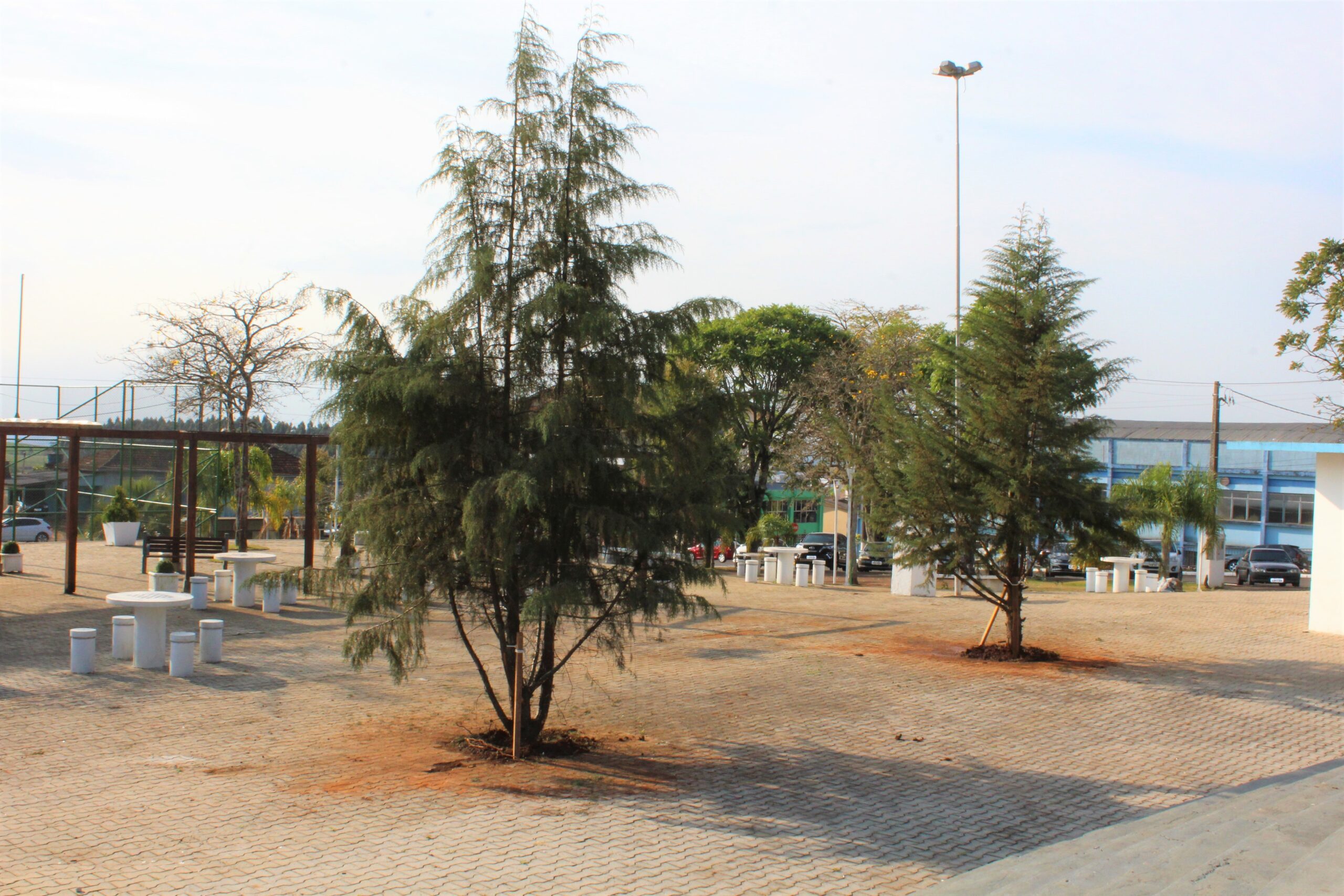You are currently viewing Mais duas árvores doadas são plantadas na Praça Ventura Migliorini